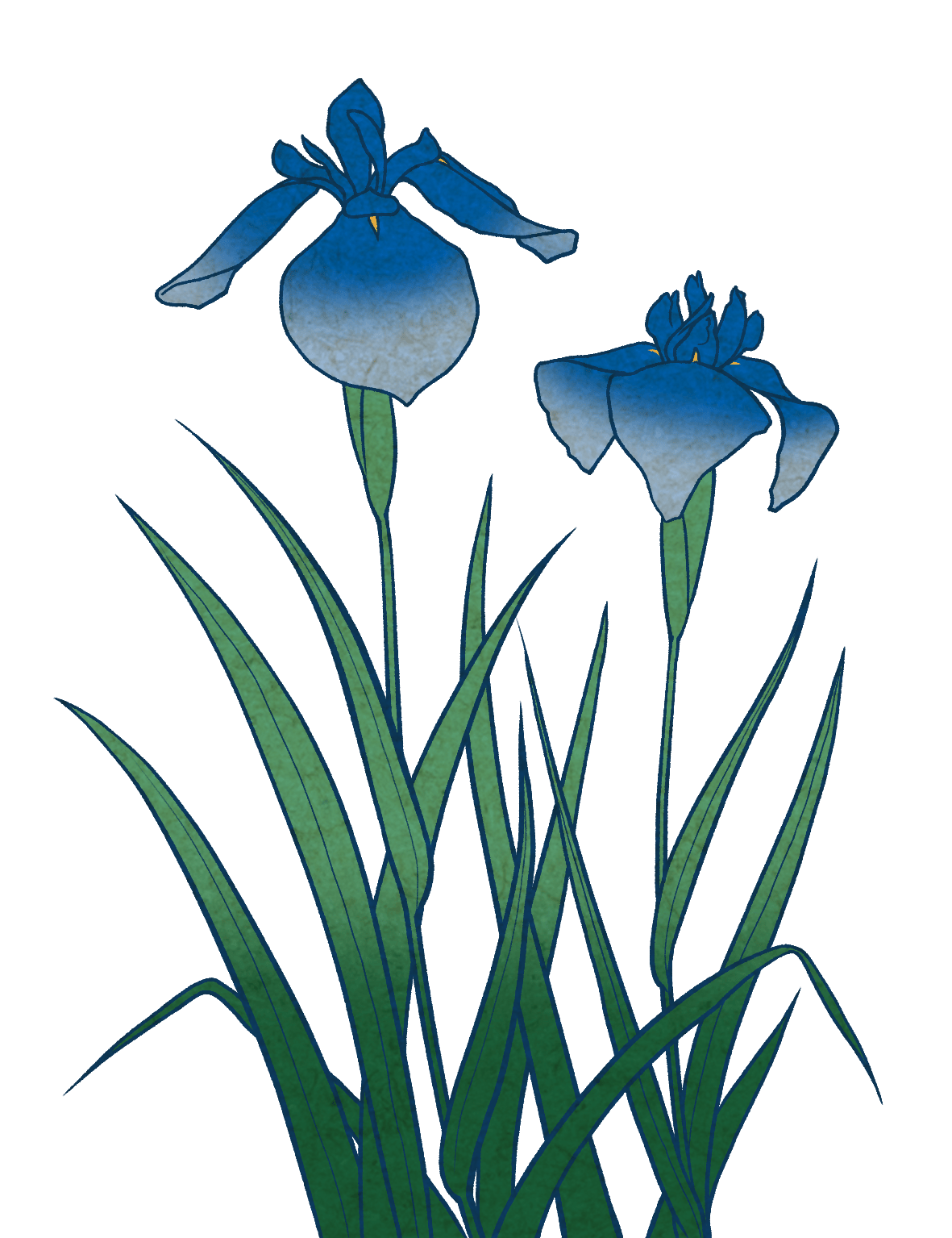 菖蒲